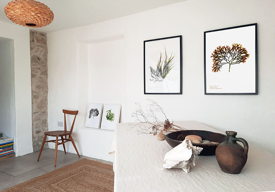 Noelle's seaweed prints, displayed here framed against a lime washed wall