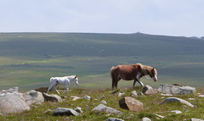 Wild Ponies on Carningli Mountain