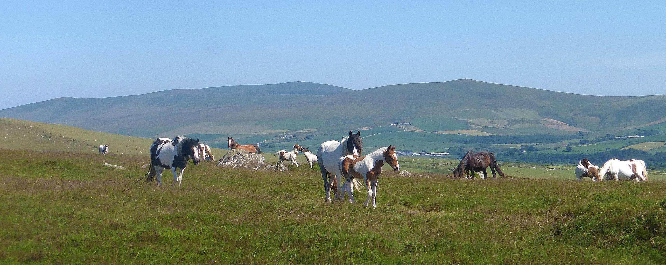 Wild ponies on Dinas Mountain