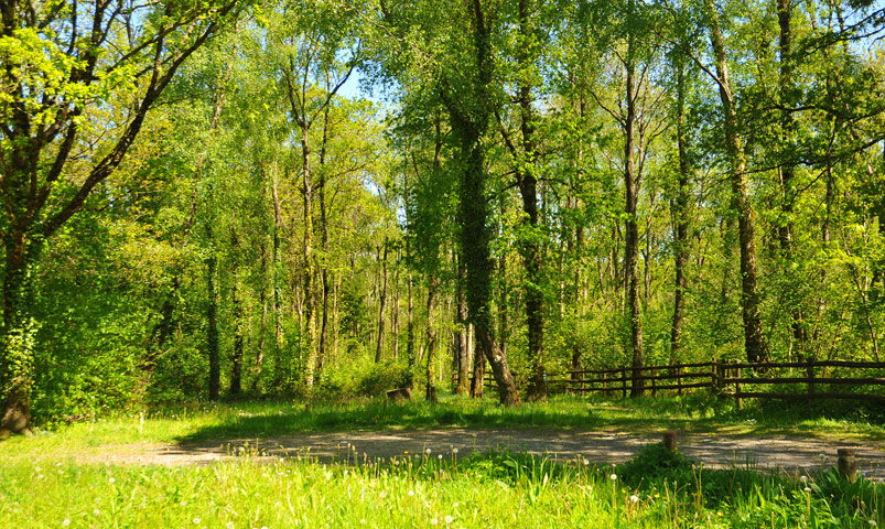 Gwaun Valley Woodland Walks at Sychpant Woods