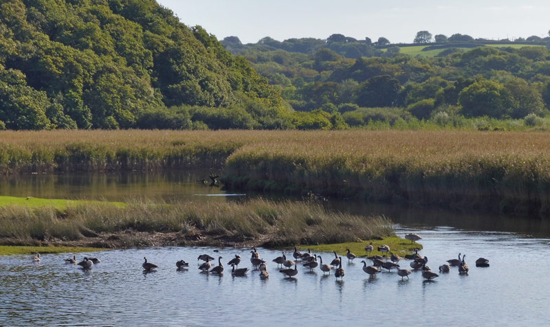 Canada Geese at the Nevern Estuary Canada Geese at the Nevern Estuary