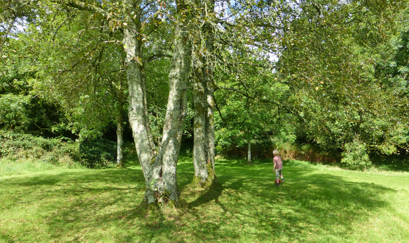 Sychpant Woods picnic area