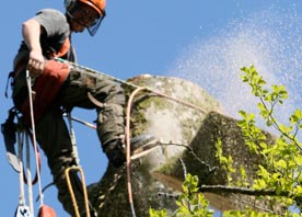 Pembrokeshire Tree Services