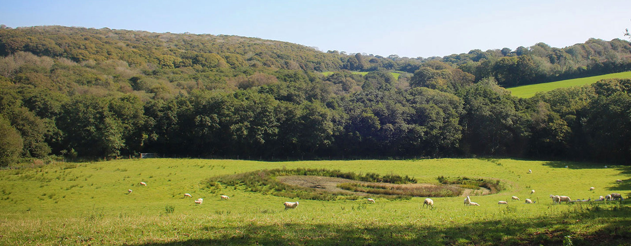 Chill with a woodland view